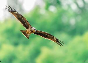 鸢2013在线观看,穿越时空的飞翔之旅